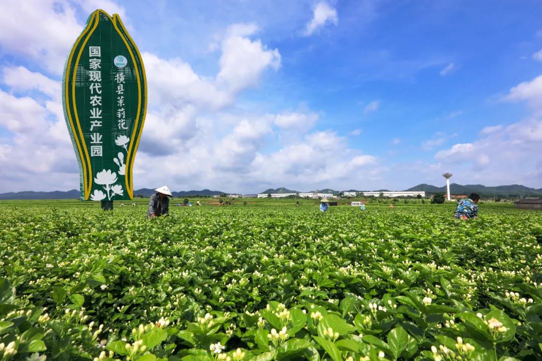 你好,橫州市!橫縣舉行撤縣設(shè)市揭牌儀式